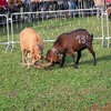 La battaglia delle capre